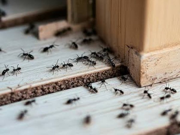 Ant Control