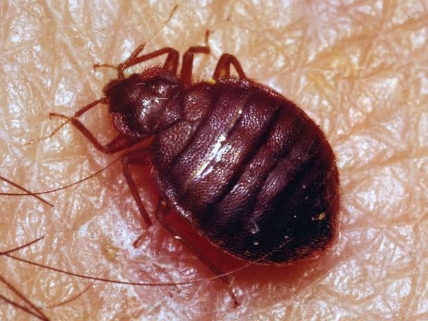 Bed Bugs Control