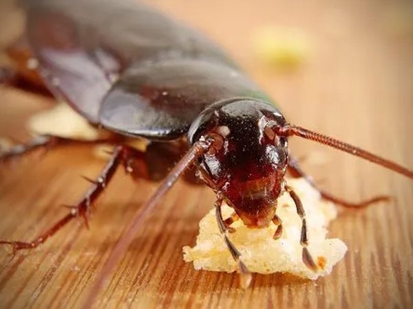 Cockroach Control