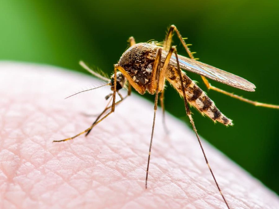 Mosquito Fly Control