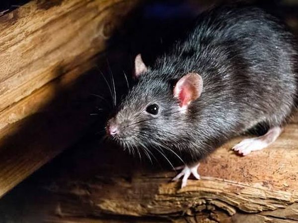 Rodent Control