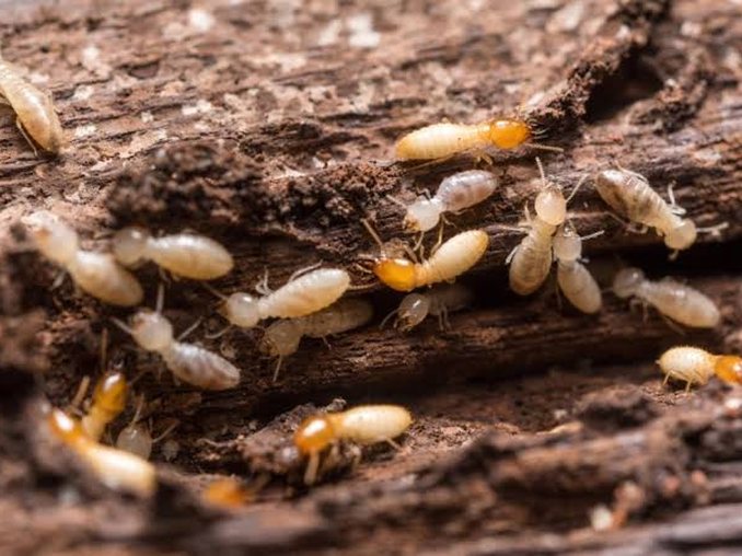 Termite Control